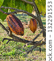 Cocoa fruits on the tree with sunlight 132291553