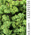 top view of green cactus plant daytime 132291556