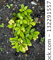 Top view of cute flower plant with black soil 132291557