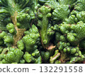 Closeup green cactus plant daytime 132291558