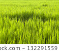 Closeup green rice field with sunlight 132291559
