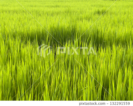 Closeup green rice field with sunlight Closeup green rice field with sunlight 132291559