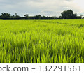 Closeup green rice field with cloudy sky 132291561