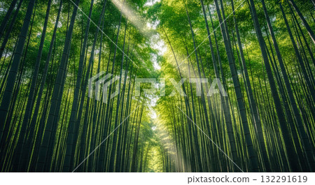 Bamboo forest with sunlight shining through green trees for concept of zen, peace, nature, tranquility and travel in Japan Bamboo forest with sunlight shining through green trees for concept of zen, peace, nature, tranquility and travel in Japan 132291619