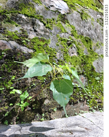 Young Tree Growing from Mossy Stone Wall in Sunlight 132291633