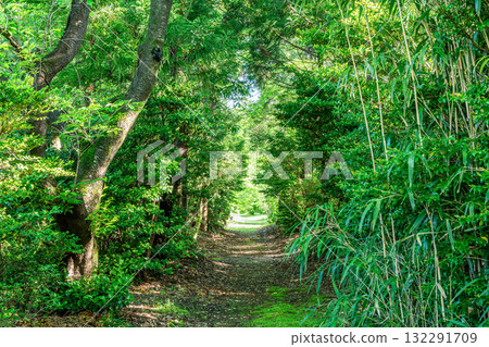 Beautiful early summer mountain path with fresh greenery (image) Beautiful early summer mountain path with fresh greenery (image) 132291709