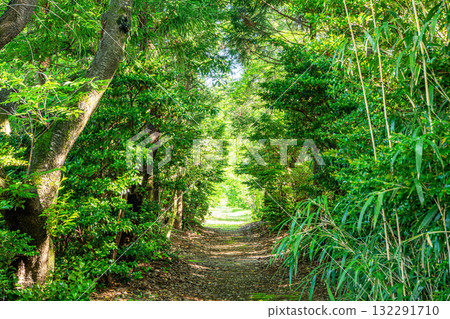 Beautiful early summer mountain path with fresh greenery (image) 132291710