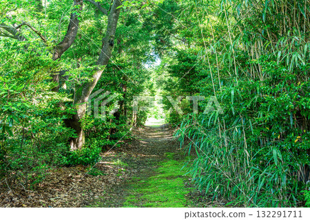 Beautiful early summer mountain path with fresh greenery (image) Beautiful early summer mountain path with fresh greenery (image) 132291711