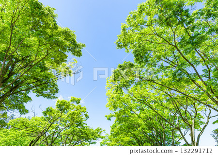 Fresh green trees (image) 132291712