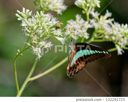 Aosujihaja的蚊子 132291725