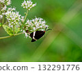 Moths that fly in the daytime, the honey-sucking behavior of firefly Moths that fly in the daytime, the honey-sucking behavior of firefly 132291776