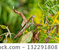 Brown female giant praying mantis waiting for prey on the flowers of Solidago altissima Brown female giant praying mantis waiting for prey on the flowers of Solidago altissima 132291808