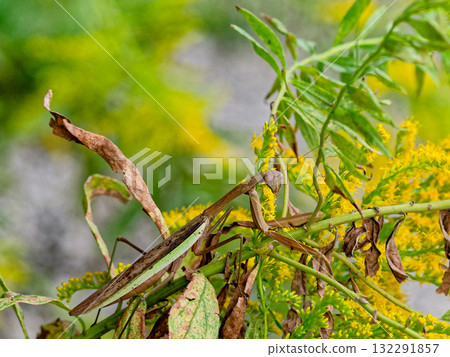 Brown female giant praying mantis waiting for prey on the flowers of Solidago altissima Brown female giant praying mantis waiting for prey on the flowers of Solidago altissima 132291857