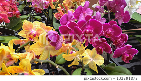 A vibrant collection of colorful orchids A vibrant collection of colorful orchids 132291872