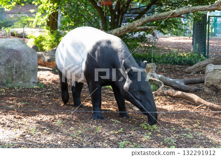 Exotic animal Tapir walking outdoors 132291912