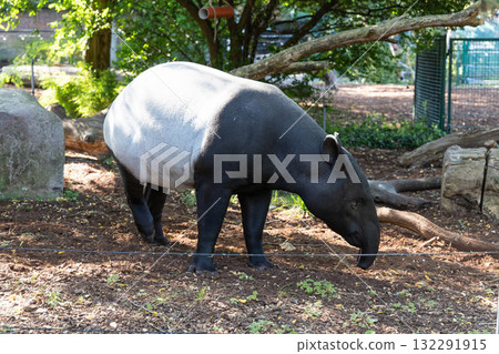 Exotic animal Tapir walking outdoors 132291915