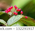 Autumn's blessings: red viburnum fruits Autumn's blessings: red viburnum fruits 132291917