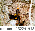 Tree cavity nesting of the wasps of the family Waspsidae Tree cavity nesting of the wasps of the family Waspsidae 132291918