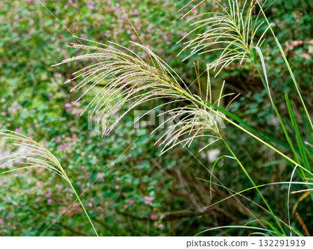 Autumn's Nanakusa Susuki Autumn's Nanakusa Susuki 132291919