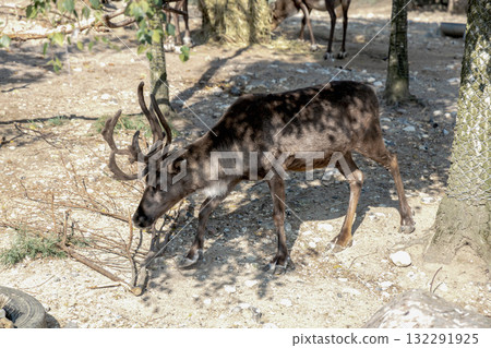 Beautiful horned deer. Animal protection 132291925