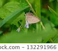 A male of the Lycaenidae family, a blue-and-white butterfly, resting on a flower A male of the Lycaenidae family, a blue-and-white butterfly, resting on a flower 132291966