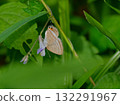 A male of the Lycaenidae family, a blue-and-white butterfly, resting on a flower A male of the Lycaenidae family, a blue-and-white butterfly, resting on a flower 132291967
