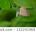 A male of the Lycaenidae family, a blue-and-white butterfly, resting on a flower A male of the Lycaenidae family, a blue-and-white butterfly, resting on a flower 132291968