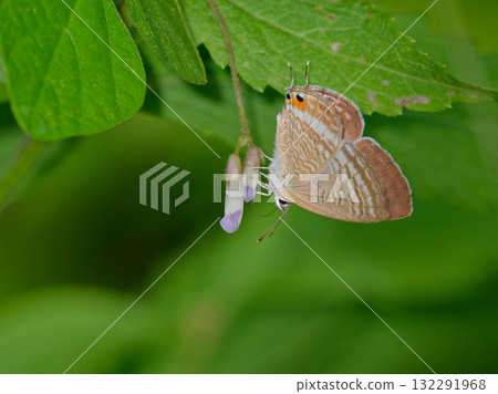 灰蝶科的一隻雄蝶，藍白相間，停在一朵花上 132291968