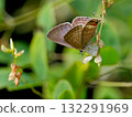 A male of the Lycaenidae family, a blue-and-white butterfly, resting on a flower A male of the Lycaenidae family, a blue-and-white butterfly, resting on a flower 132291969