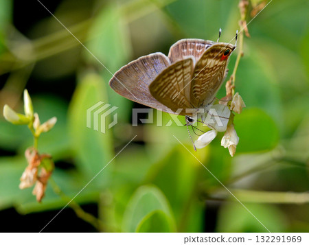 A male of the Lycaenidae family, a blue-and-white butterfly, resting on a flower A male of the Lycaenidae family, a blue-and-white butterfly, resting on a flower 132291969