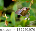 A male of the Lycaenidae family, a blue-and-white butterfly, resting on a flower A male of the Lycaenidae family, a blue-and-white butterfly, resting on a flower 132291970