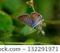 A male of the Lycaenidae family, a blue-and-white butterfly, resting on a flower A male of the Lycaenidae family, a blue-and-white butterfly, resting on a flower 132291971