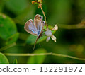 A male of the Lycaenidae family, a blue-and-white butterfly, resting on a flower A male of the Lycaenidae family, a blue-and-white butterfly, resting on a flower 132291972