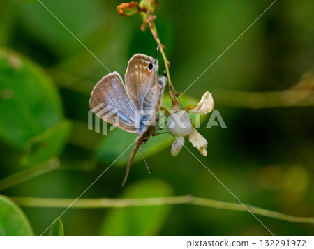 灰蝶科的一隻雄蝶,藍白相間,停在一朵花上 灰蝶科的一隻雄蝶,藍白相間,停在一朵花上 132291972