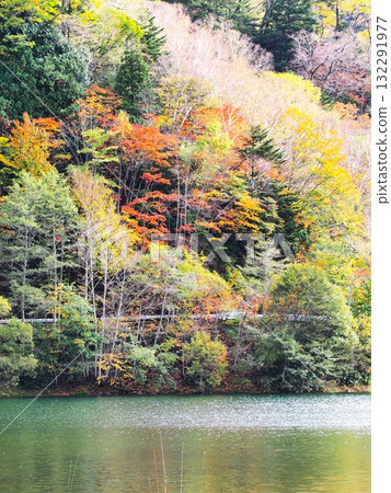 日光國立公園的丸沼 132291977