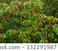 Red fruit of the Salicaceae family Red fruit of the Salicaceae family 132291987