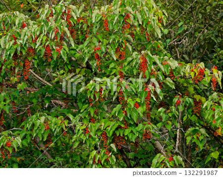 Red fruit of the Salicaceae family Red fruit of the Salicaceae family 132291987