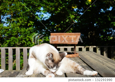 Sakuraneko grooming herself Sakuraneko grooming herself 132291990