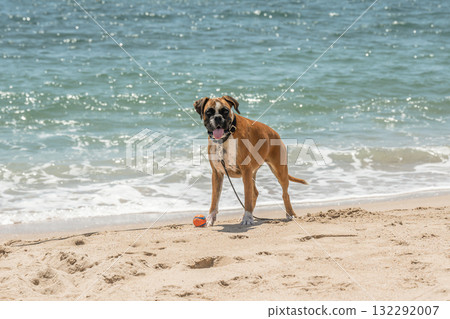 German Boxer Dog plyaing ball at Golf Sagone Corsica France beautyful sand Beach boats mountain village Tourism concept 132292007