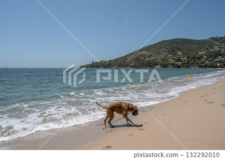 German Boxer Dog plyaing ball at Golf Sagone Corsica France beautyful sand Beach boats mountain village Tourism concept German Boxer Dog plyaing ball at Golf Sagone Corsica France beautyful sand Beach boats mountain village Tourism concept 132292010