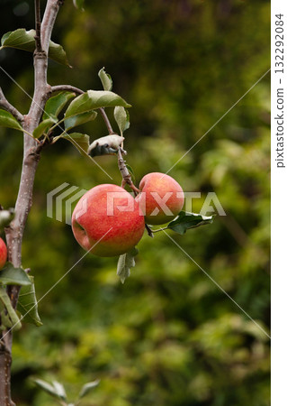 A branch of an apple tree with ripe apples. Harvesting in the garden. Homemade apples A branch of an apple tree with ripe apples. Harvesting in the garden. Homemade apples 132292084