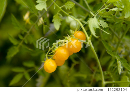 Yellow cherry tomatoes on the vine in a garden Yellow cherry tomatoes on the vine in a garden 132292104