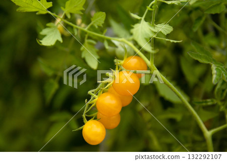 Cherry tomatoes. Tomato plant. Organic tomatoes Cherry tomatoes. Tomato plant. Organic tomatoes 132292107