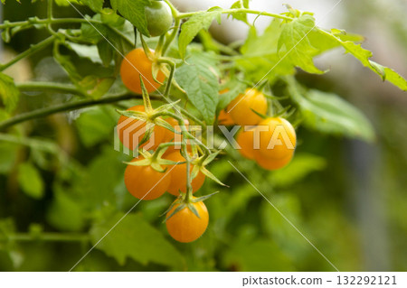 Growing tomatoes at home. Horticulture 132292121