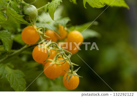 Yellow cherry tomatoes on the vine in a garden 132292122