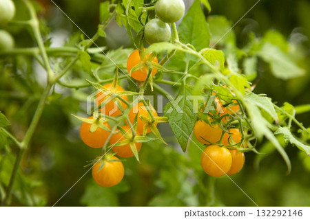 Yellow cherry tomatoes grow on a bush. Harvesting tomatoes Yellow cherry tomatoes grow on a bush. Harvesting tomatoes 132292146