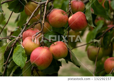 Red apples on a tree branch in the orchard Red apples on a tree branch in the orchard 132292157