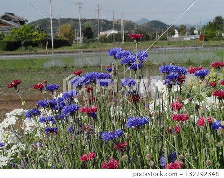Cornflowers in the sunshine (red and blue cornflowers and white orlaya blooming in the Kanazawa Plain in spring) 132292348