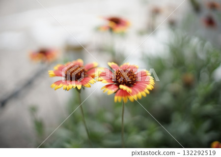 Red flower Red flower 132292519