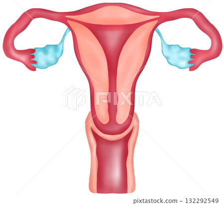 Normal Female Reproductive System Anatomy, Hand-drawn Watercolor Illustration 132292549